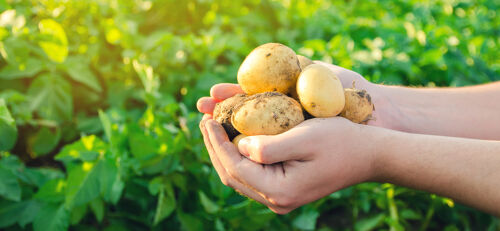 shutterstock_1995913832