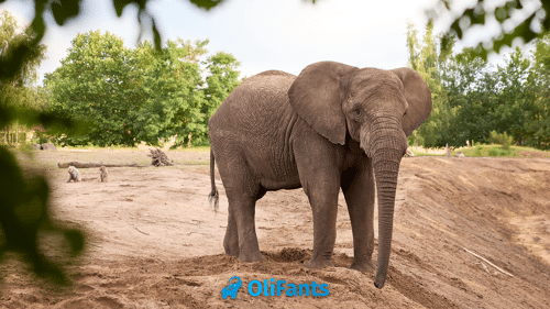 Olifants optie 2.3